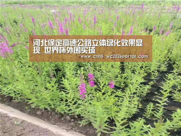 河北保定高速公路立体绿化效果显现_世界杯外围买球(图1) 世界杯投注